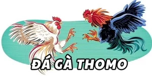 ảnh đá gà thomo