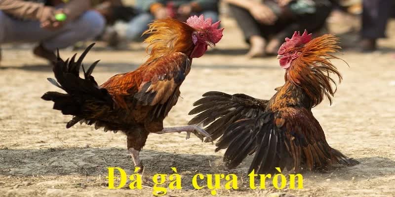 Đá gà cựa tròn trong một môi trường tranh đua khốc liệt