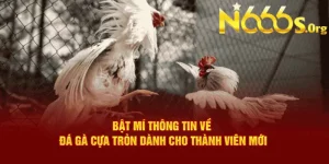 ảnh đá gà cựa tròn